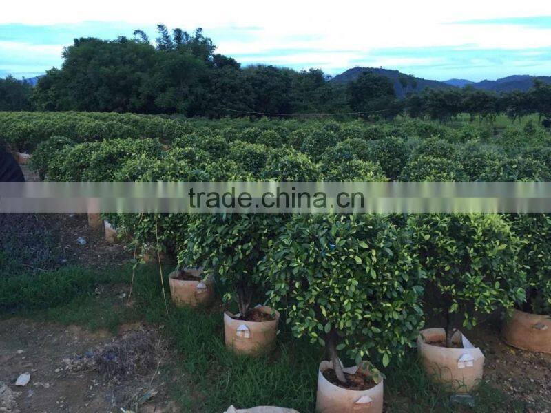 ornamental Golden Ficus microcarpa