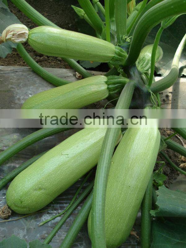 SQ02 JIngying No.1 f1 hybrid light green squash seeds, hybrid seeds