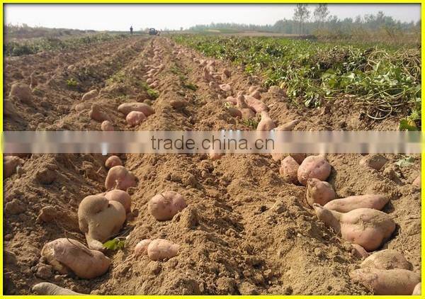 Widely welcomed peanut/potato/garlic/sweet potato harvesting machine(SMS:0086-15837162163)