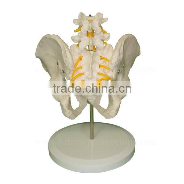 High Quality Human Body Anatomy Pelvis Spine Model