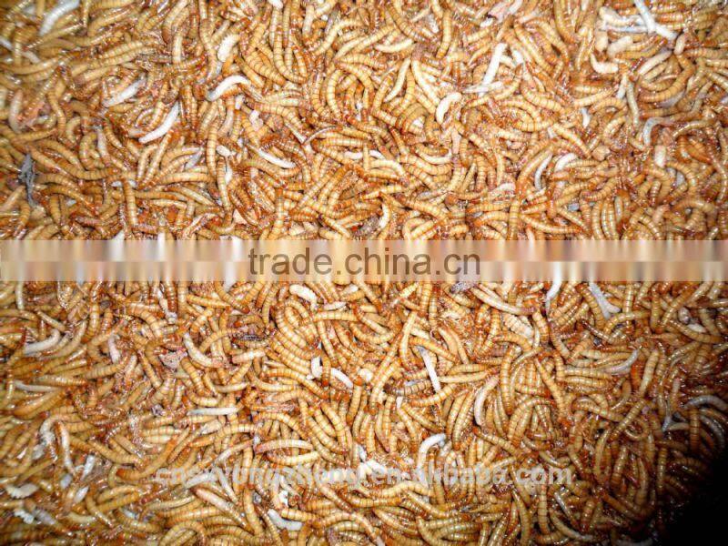 2.8 cm Dried Mealworm with FDA certification