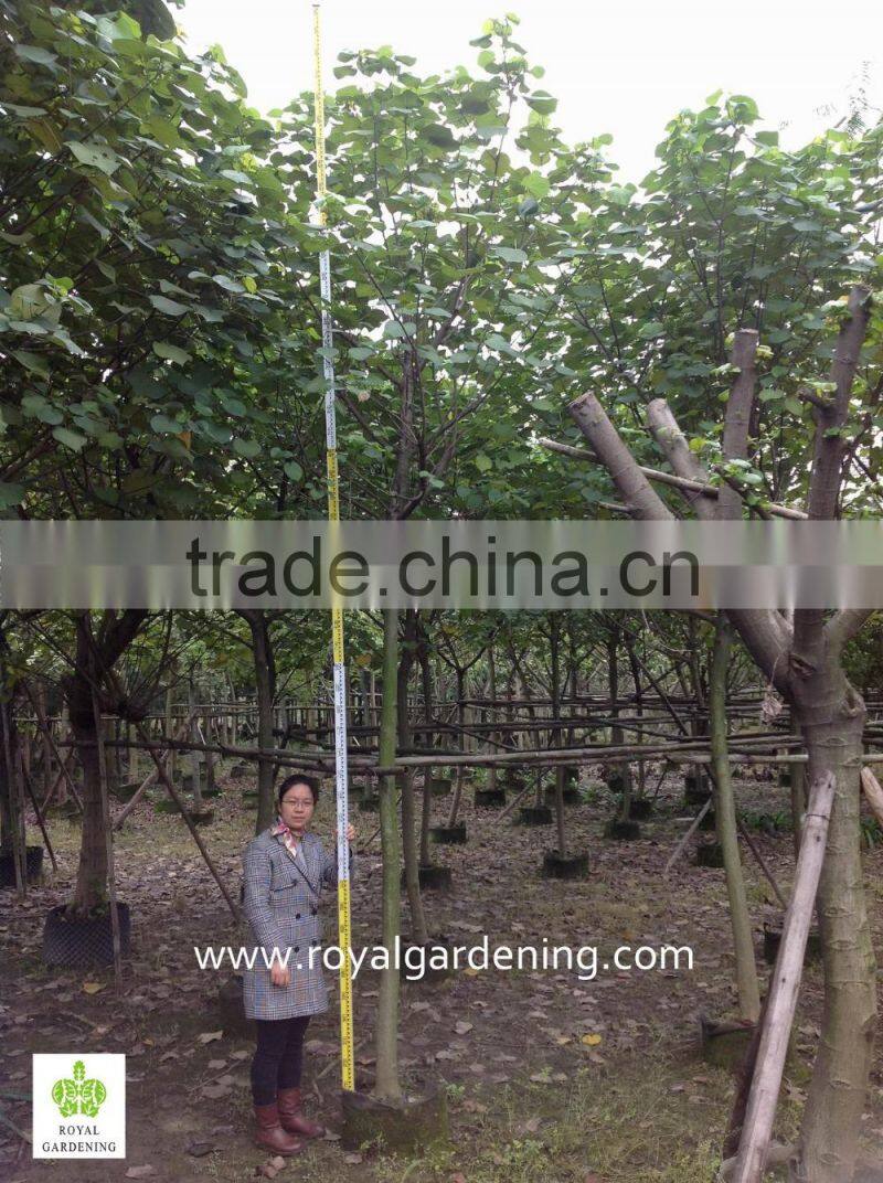 Hibiscus tiliaceus tropical project plants