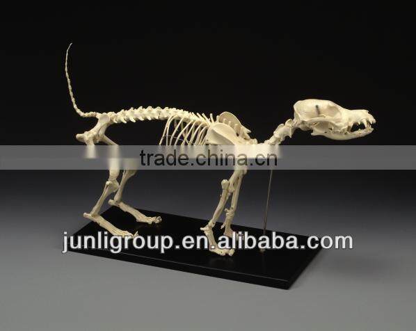 JLDF-G-0019 Life Size Museum Quality Dog Skeleton