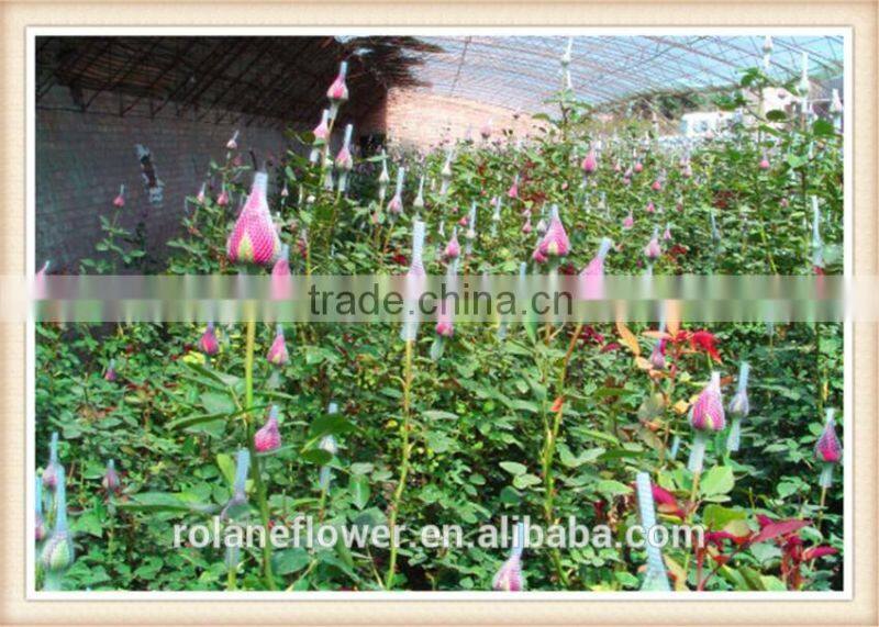 New Wedding Bouquet Cut Flower Chrysanthemum Miniature With 10 Stems/Bundle Supermarket Chrysanthemum Flower With 0.5kg/Bundle C