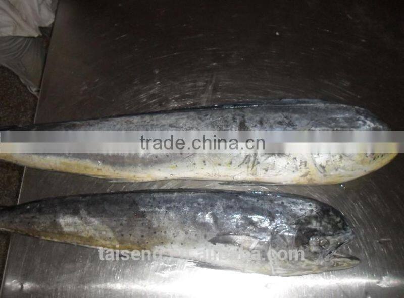 chinese sea frozen whole round mahi mahi fish