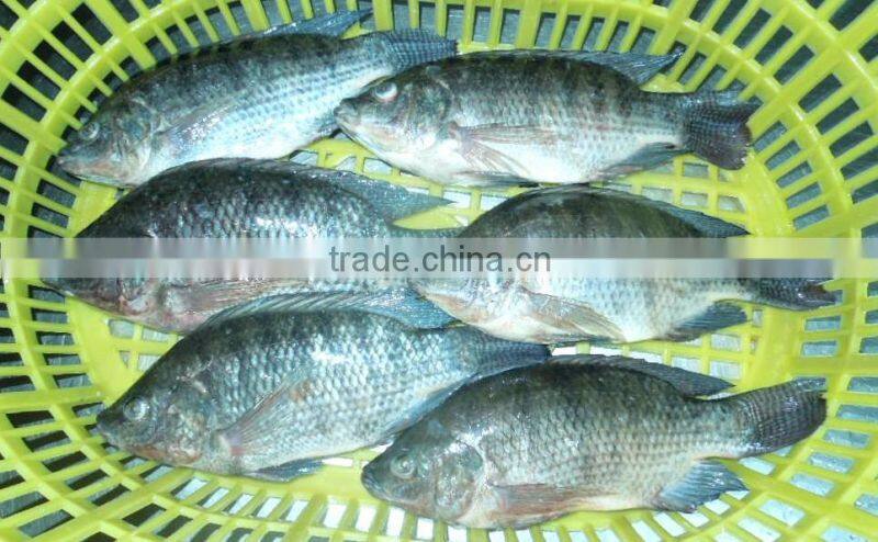 seafood manufacture sell live tilapia