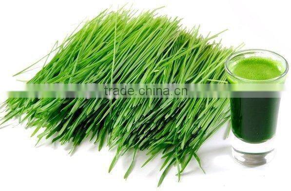 Organic Barley grass extract juice powder