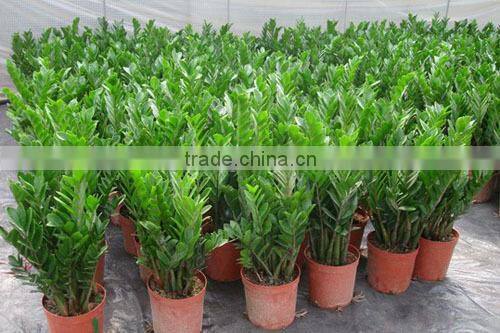 natural Zamioculcas zamiifolia for indoor ornamental decorative bonsai plants