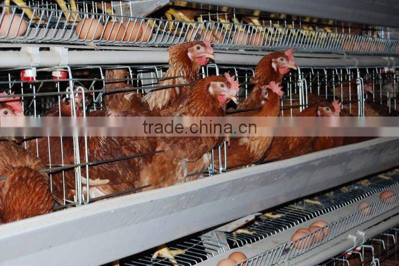 wholesale chicken cage(5 tiers)