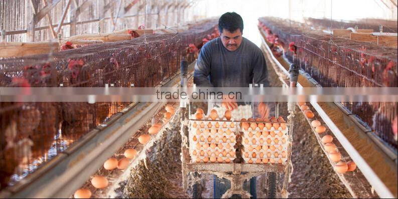 Layer Egg Chicken Cage/Poultry Farm House Design