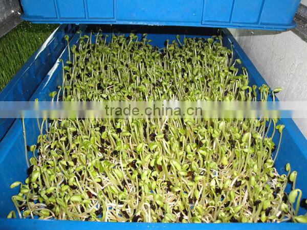 Automatic bean sprout machine for soybean mung bean growing cultivating