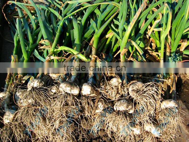 Automatic fresh and dry garlic cutting machine