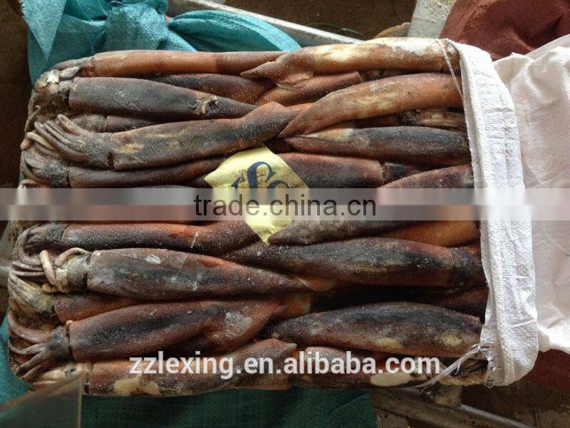 illex squid whole round for tuna bait