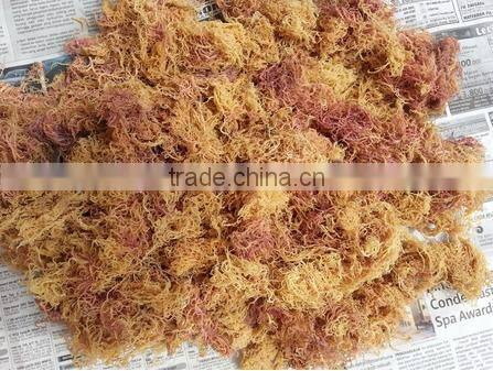 Euchema Spinosum With High Quality