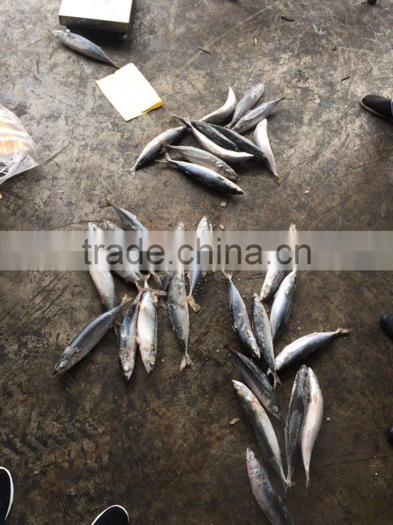 2016 landing sea frozen mackerel 300-500g