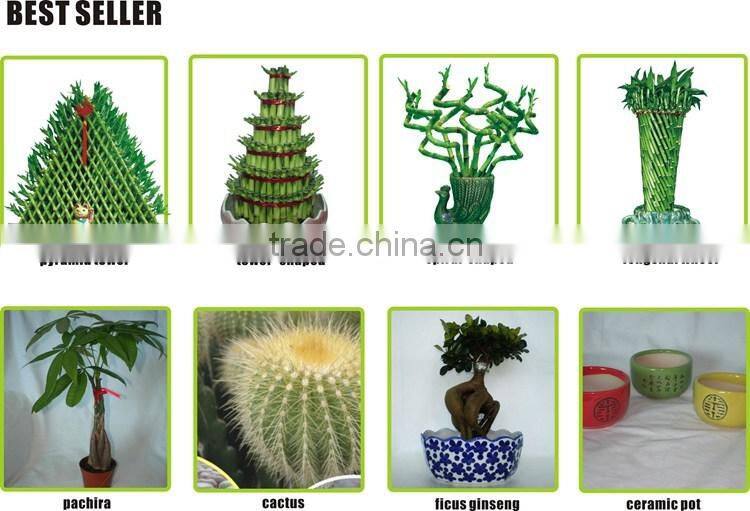 heart shaped love shaped tower lucky bamboo bonsai dracaena sanderiana indoor aquatic feng shui plants nursery garden decoration