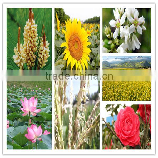 beekeeping factory wholesale new fresh natural rape bee pollen