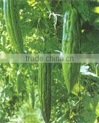 Chinese herbal medicine Bitter Melon Extract