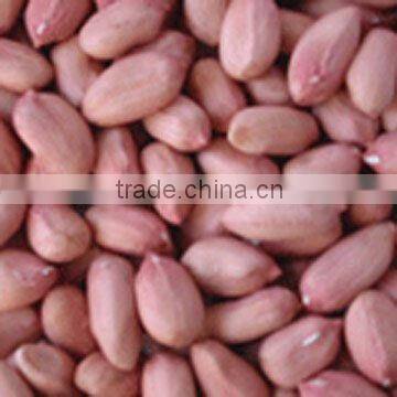 FRESH AND BOLD PEANUT