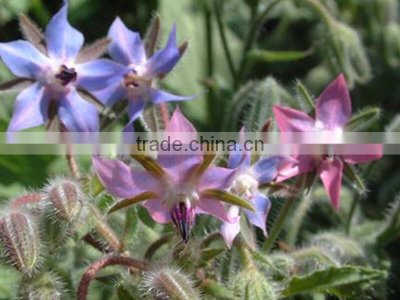 Virgin Borage Oil healthcare supplement