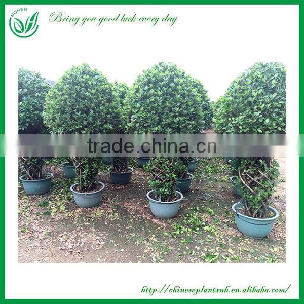 Ficus Bonsai Cage Shape