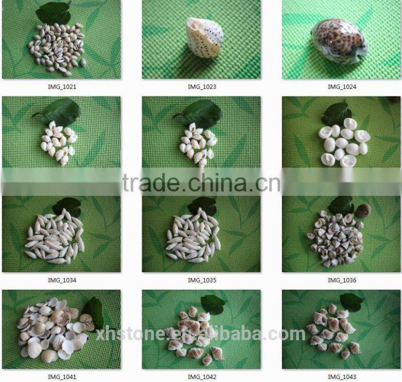 natural decotative semicassis inornata seashell for sale