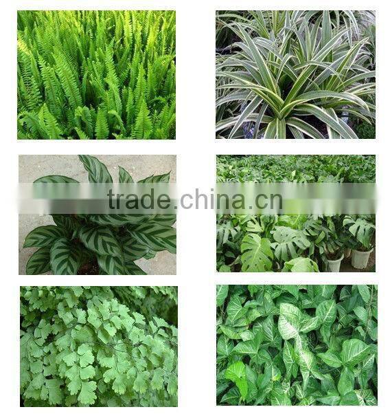 Plastic tomato tray western flower pot dutch bucket hydroponic system