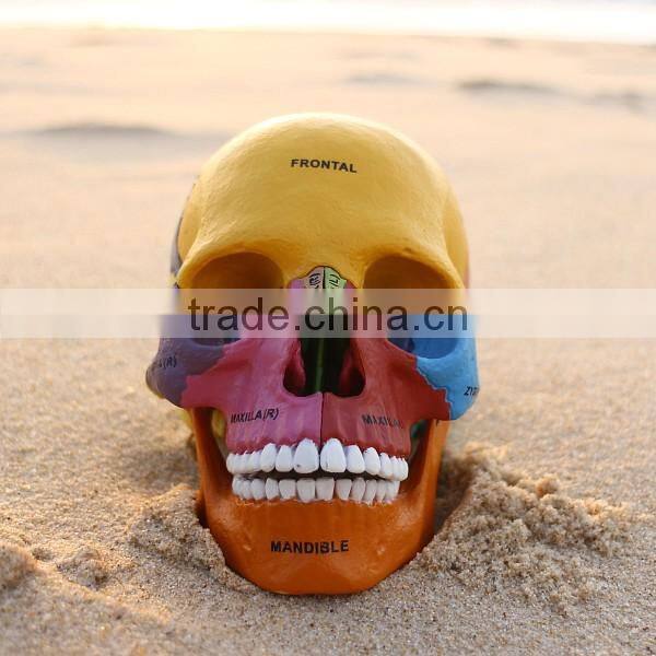 Human Skull Model of Four-dimension human anatomy/anatomia model, Skull model with Colored Bones, teaching science