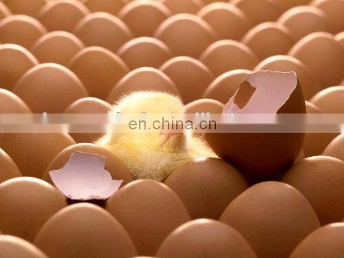 Factory Price Automatic Computer Control Chicken Incubator Hatcher Machine
