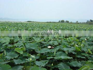 high-efficienct lotus root digger machine and lotus harvester machine