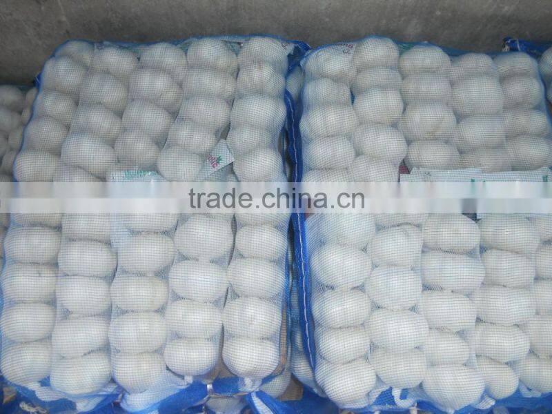 Jinxiang vegetable garlic fresh garlic hot sale garlic sales,garlic for new market,garlic
