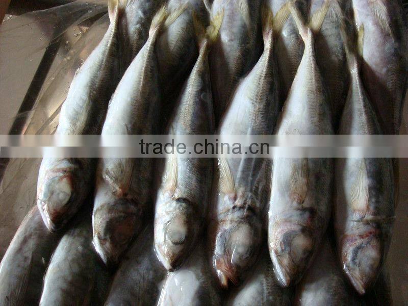 horse mackerel fish from China