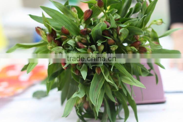 Wide varieties top sell high quality fresh cut flower peruvian lily