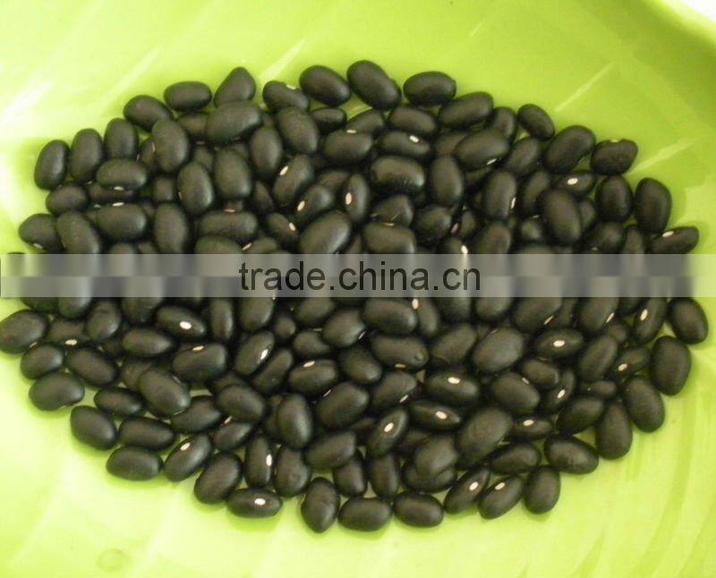 Small Black Kidney Bean