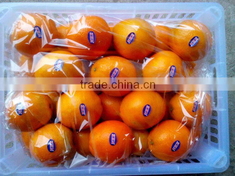 Bulk Navel Orange Fruits for Sale