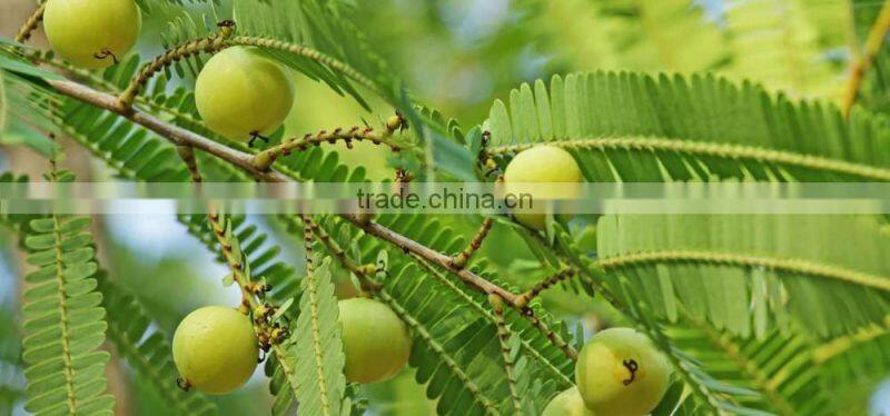 High quality Amla Extract