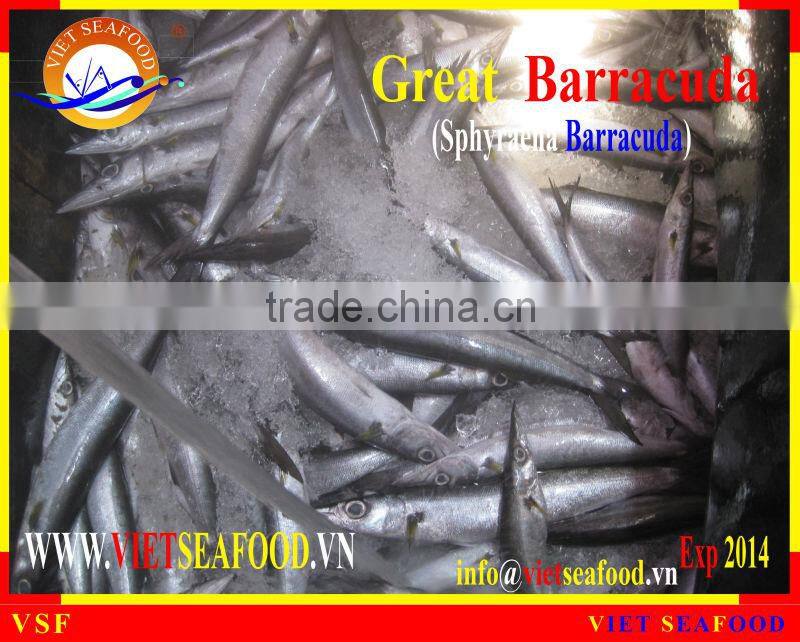 FROZEN BARRACUDA FISH