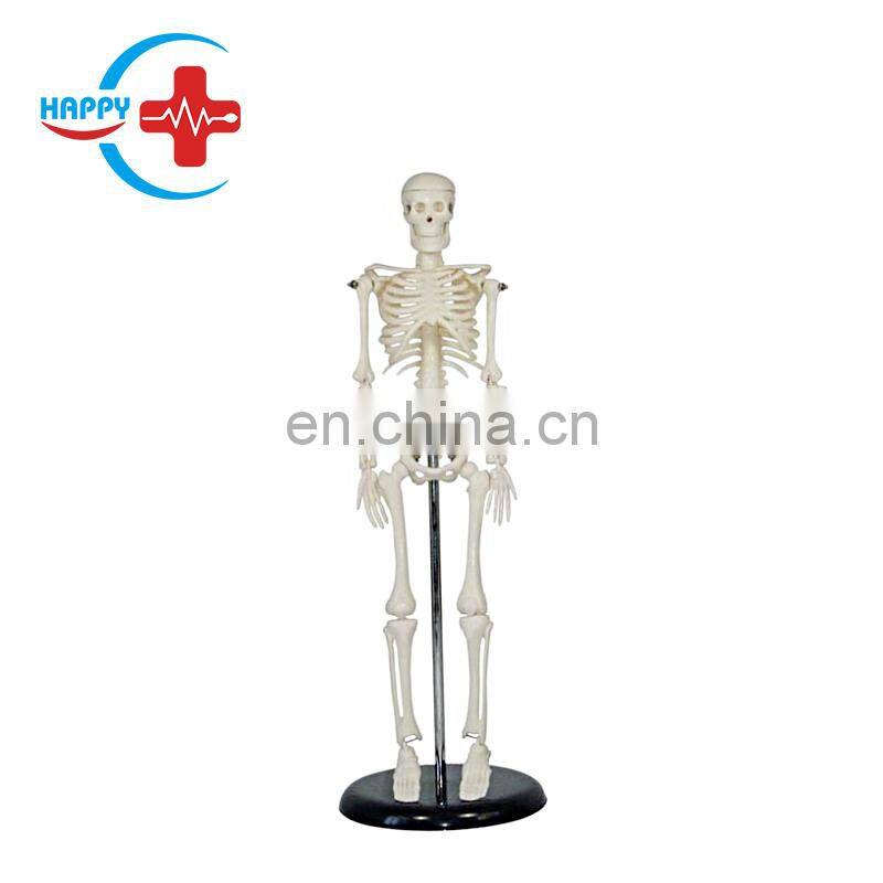HC-S202 Used Medical Educational Human Skeleton Training Model 84cm Plastic Human Anatomy Skeleton Model for School Teaching