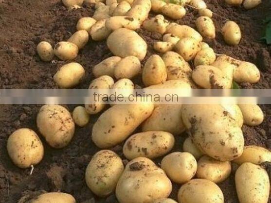 small size fresh potato