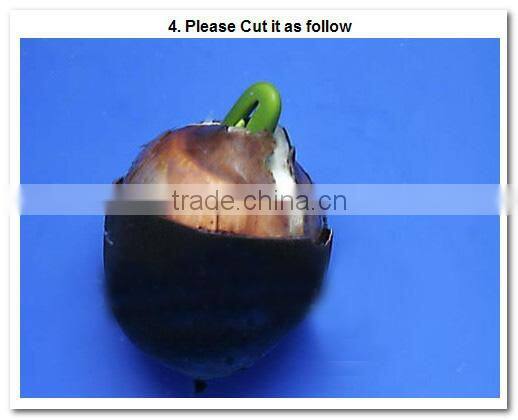 2015 Water Lily Lotus Seeds For Growing For Family Pot Landscape