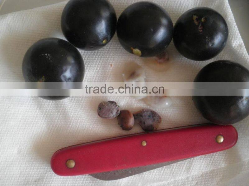 Jaboticaba Seeds Jabuticaba Guapuru Hivapuru Sabara Ybapuru Brazilian Grape Tree Seeds For Growing
