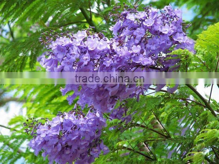 Jacaranda mimosifolia