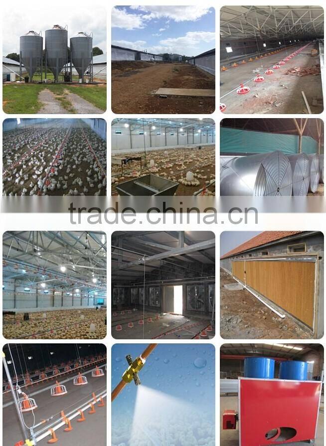 Steel Frame Type and Steel Material metal poultry shed/galvanized chicken equipments shed /chicken house shed