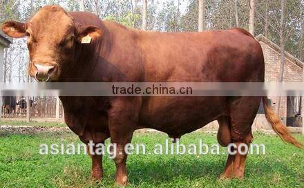 Smart TPU plastic ear tags for cattle RFID Ear tag