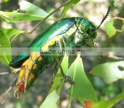beetle wings earrings