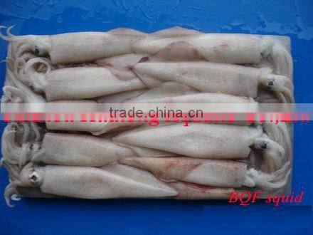 frozen seafood illex squid ring