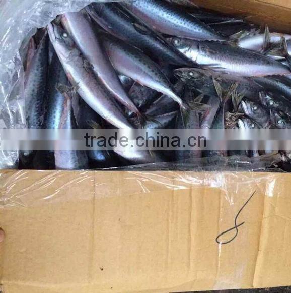 Mackerel Fish thailand buyer