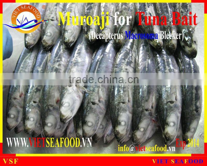 FROZEN W/R MUROAJI FOR TUNA BAIT