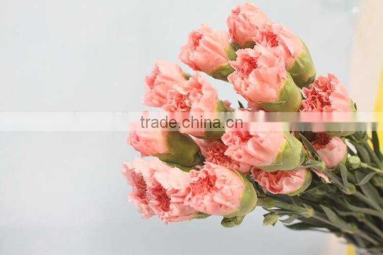 Elegant in smell new coming carnation flower small carnation flowers