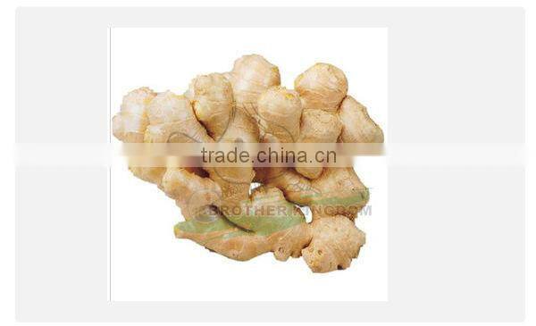 China fresh ginger /Fresh ginger/Ginger